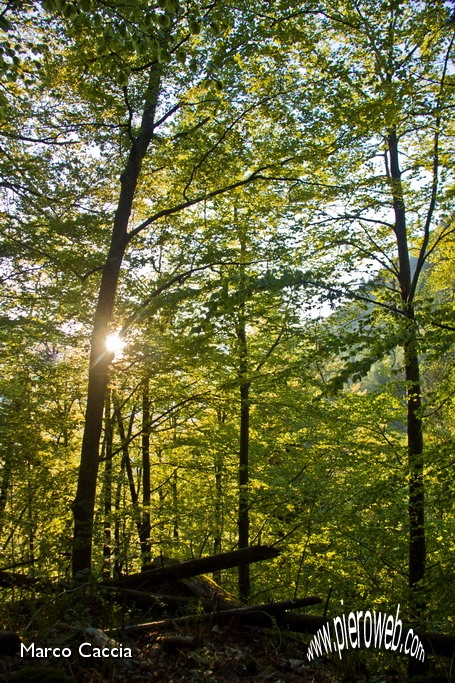 01_Sorge il SOle nel bosco.JPG